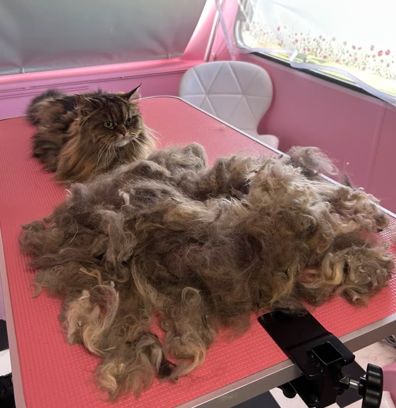 Long-haired cat on a pink grooming table beside the huge pile of fur stripped from its coat