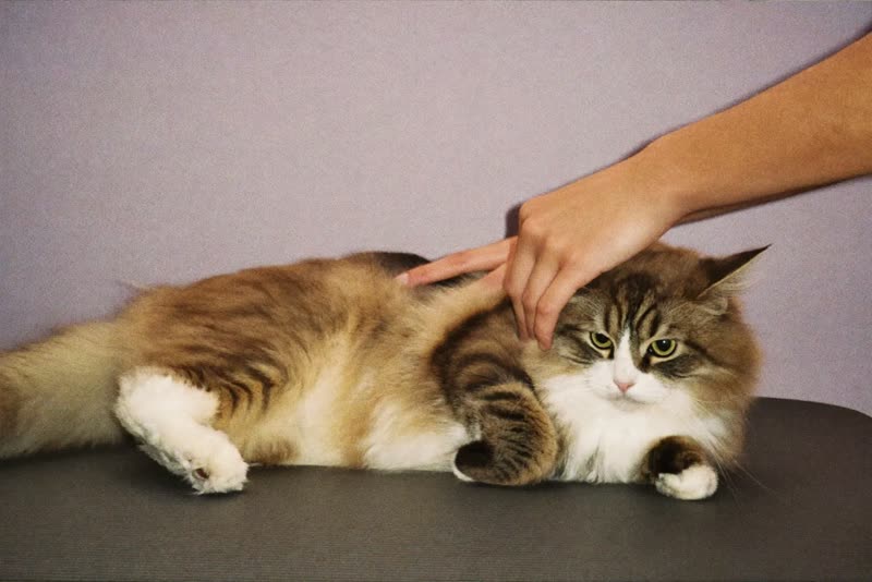 A long-haired cat being brushed on the grooming table